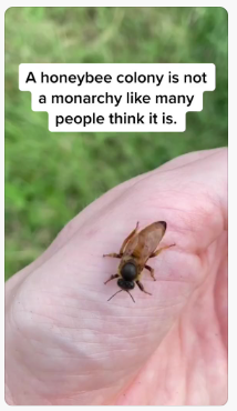 GiveToGrant's tweet photo. Interesting little reel about our little friends, the honey bees, who tiny, wonderful pollinators! #garden #bees #honey #cofo #bloomwhereyouareplanted 

https://t.co/QRSDmFe95q https://t.co/4a9ZZ4nFxE