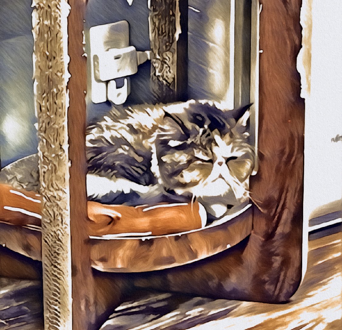 RinMessiLack's tweet photo. あたしゃもうすぐお嫁にいくでな。
#miagolare #protectivecatcafe #tokyo #新中野 #littlecats #ミャゴラーレ #リトルキャッツ https://t.co/Z8EYktlS7O