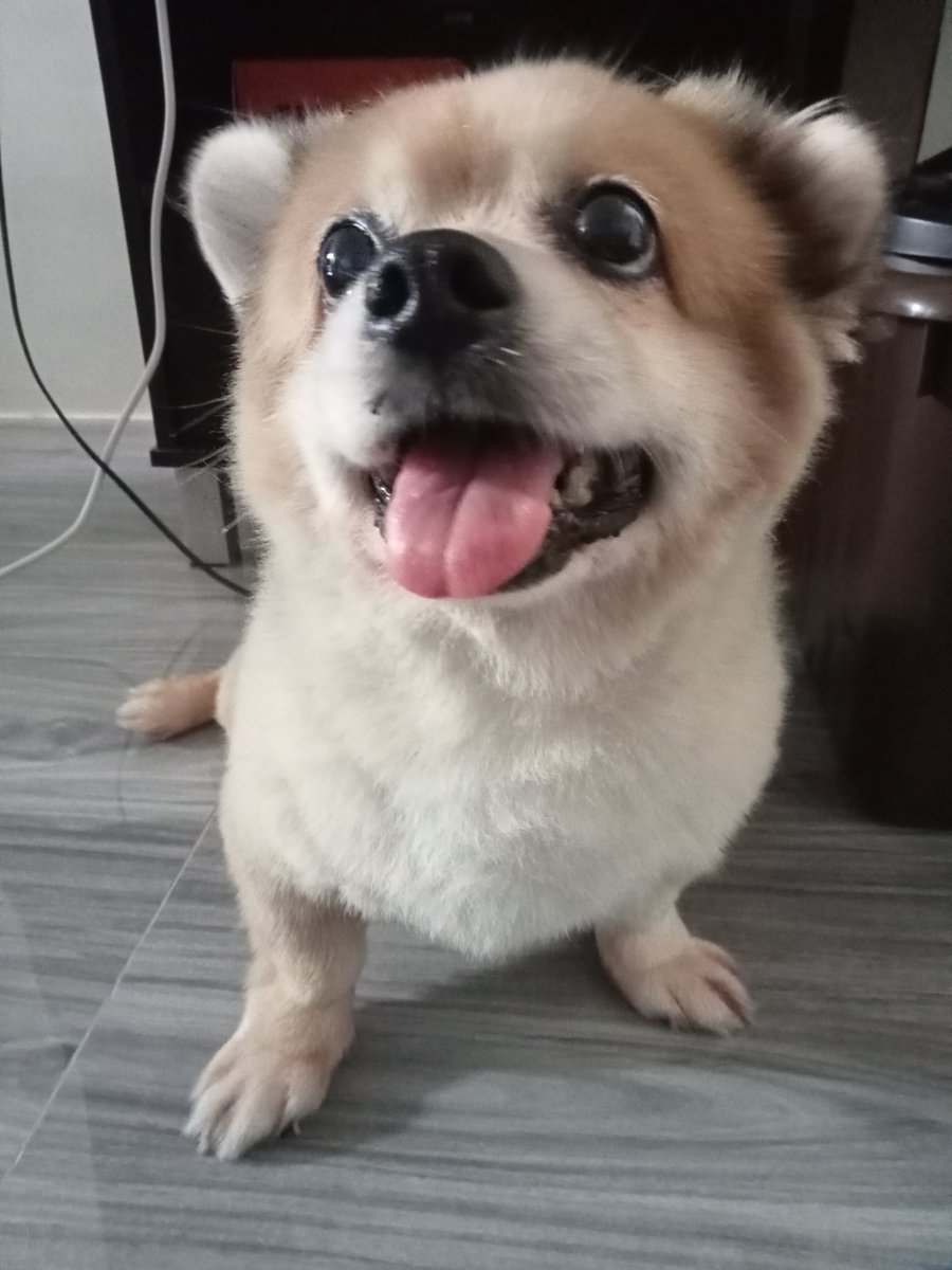 Goodmorning everyone meet dofy 😍♥️