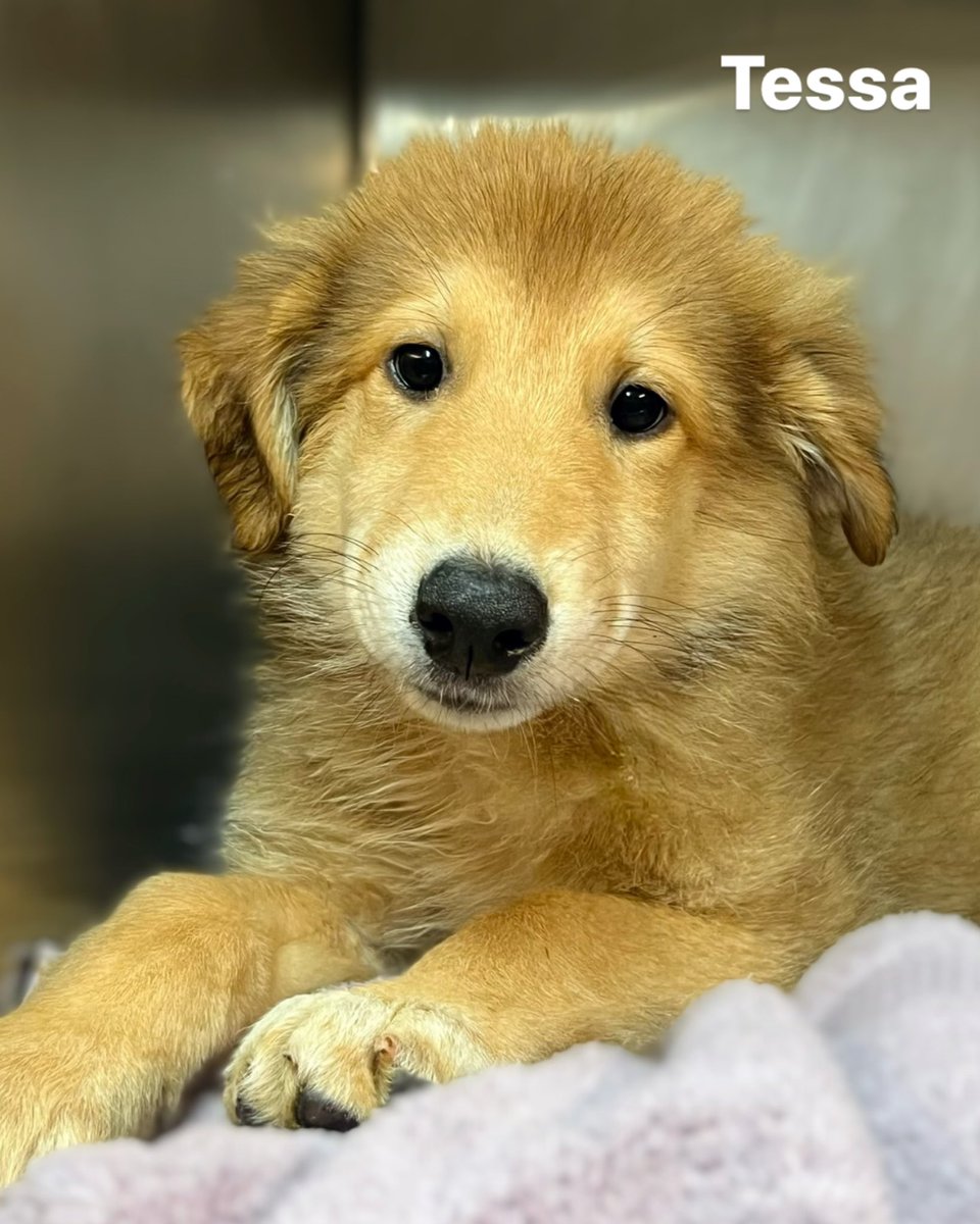 Humane Society of North Texas tweet media