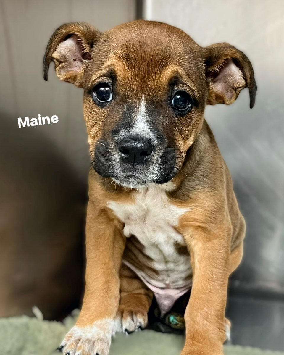 Humane Society of North Texas tweet media
