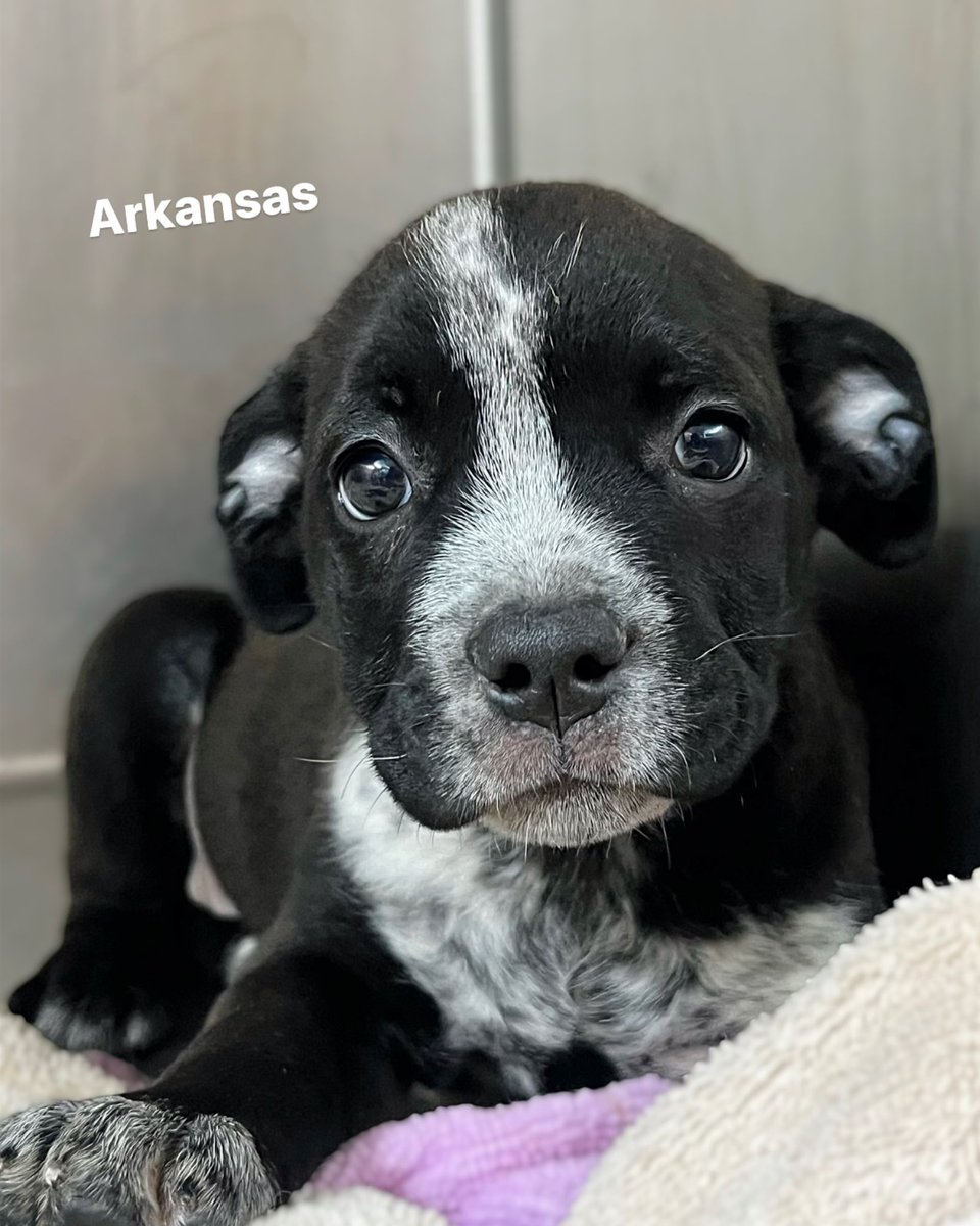 Humane Society of North Texas tweet media