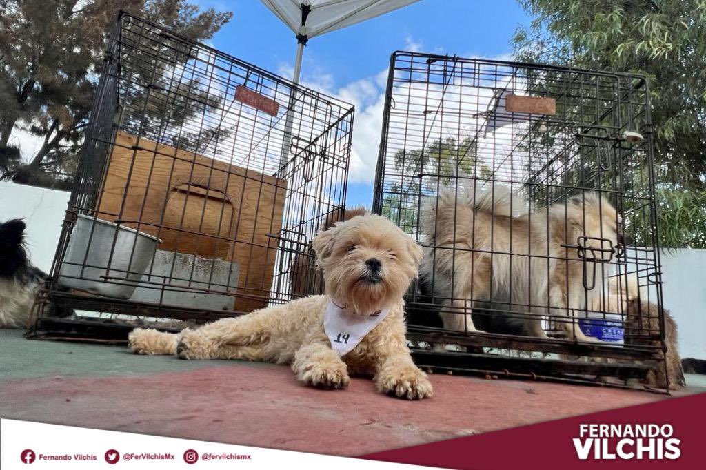 FerVilchisMx's tweet photo. #GranLabor | Reconozco la sensibilidad y el compromiso del personal del @CACEcatepec que participó en el exitoso rescate de 31 perros que se encontraban en condiciones precarias en un criadero clandestino en la colonia San Agustín primera sección. https://t.co/Snn84IgErQ