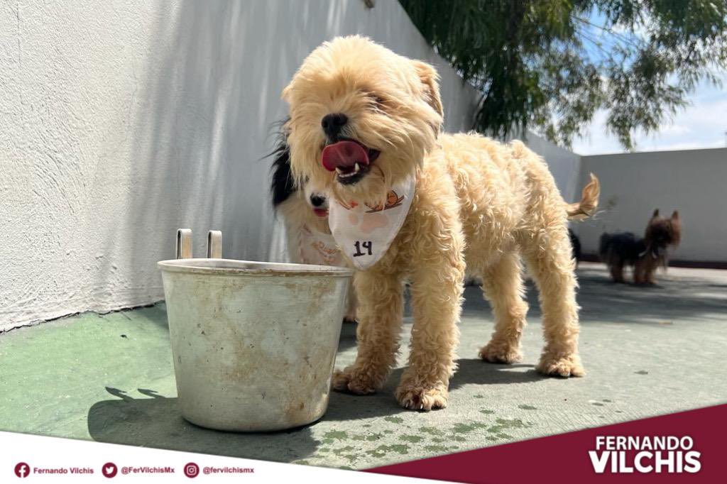 FerVilchisMx's tweet photo. #GranLabor | Reconozco la sensibilidad y el compromiso del personal del @CACEcatepec que participó en el exitoso rescate de 31 perros que se encontraban en condiciones precarias en un criadero clandestino en la colonia San Agustín primera sección. https://t.co/Snn84IgErQ