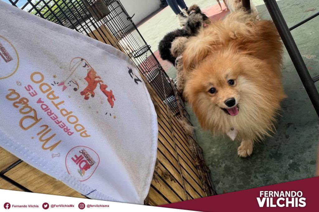 FerVilchisMx's tweet photo. #GranLabor | Reconozco la sensibilidad y el compromiso del personal del @CACEcatepec que participó en el exitoso rescate de 31 perros que se encontraban en condiciones precarias en un criadero clandestino en la colonia San Agustín primera sección. https://t.co/Snn84IgErQ
