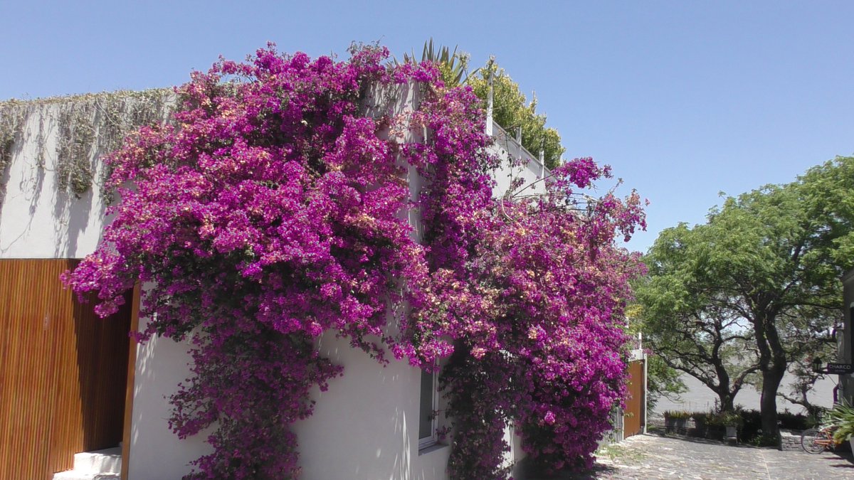 JourneysReflec1's tweet photo. (1/4) Welcome to the charming city of Colonia del Sacramento, Uruguay. Even if you want to make the mistake of not visiting this progressive gem of a country at least take the hour long ferry from Buenos aires to come here #traveluruguay , #uruguay , #coloniadelsacramento https://t.co/q8eChzwRKs