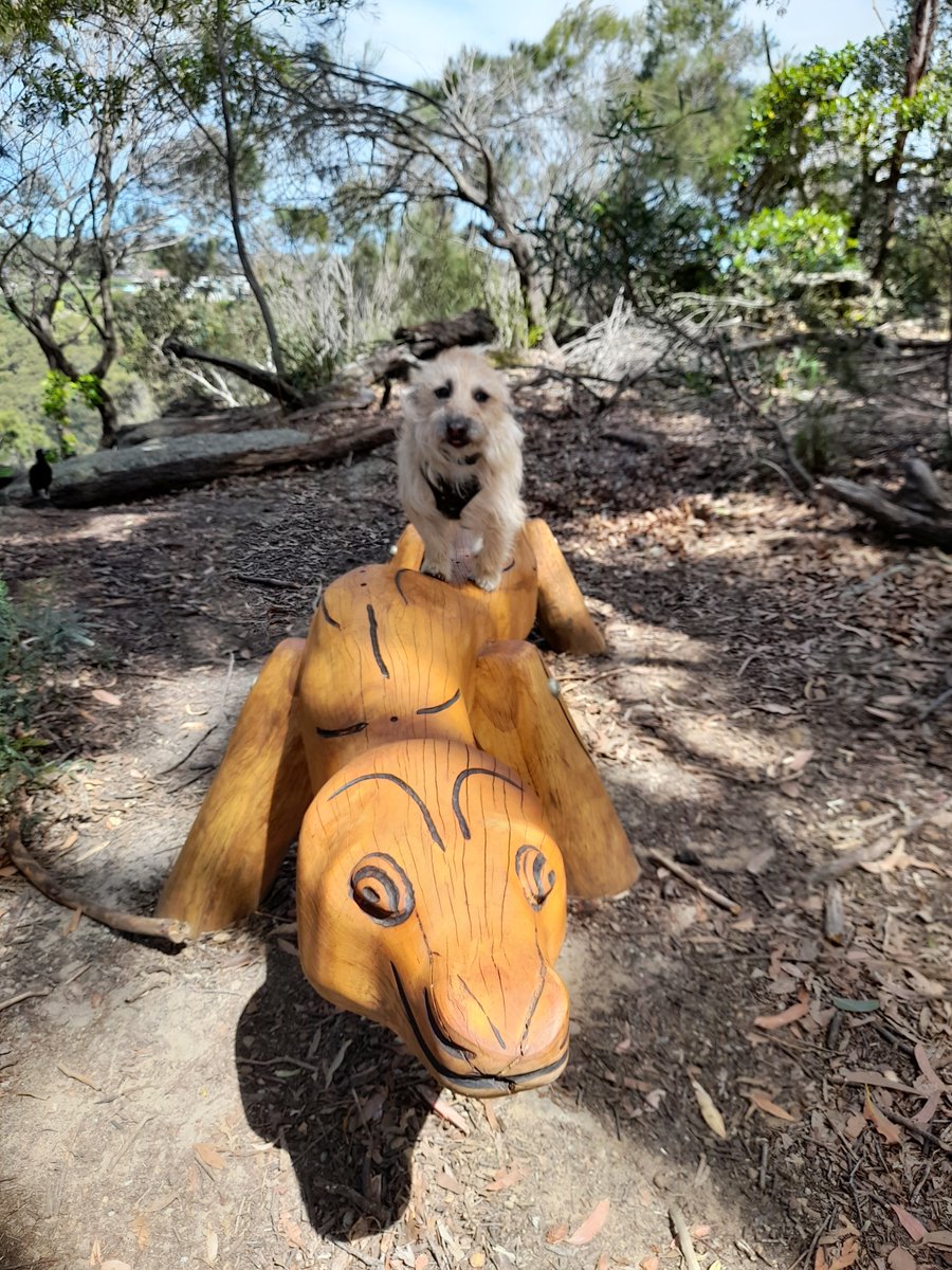 3DogsAust's tweet image. Go Anna,  Go Anna.   Goanna does not want to move . #Australia #goanna #dogsontwitter #nature #bushland