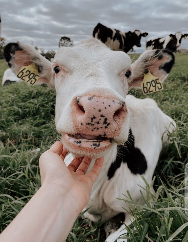 RaySharon5's tweet image. I really miss my cows and home