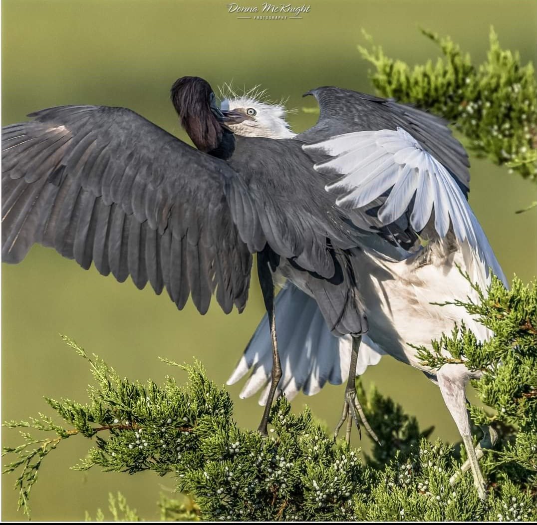 donnamc80950014's tweet image. Adult Little Blue Heron (purple) going in for the feed
New Jersey USA 
#twitterbirds #BirdsSeenIn2023 
#birdsmatter 
#TwitterNaturePhotography