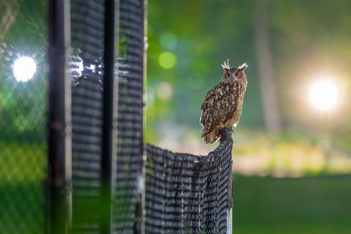davidlei's tweet photo. Flaco, the Central Park Eurasian eagle-owl, keeping an eye out for foul balls at one of the North Meadow baseball fields last night.

#birds #birdwatching #nature #birdcpp https://t.co/72GBhMdGLn