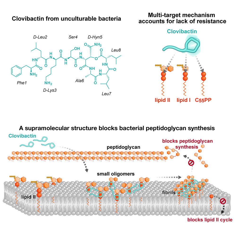 An antibiotic from an uncultured bacterium binds to an immutable target | Cell

New antibiotic dropped. 

'we report the discovery of clovibactin.... efficiently kills drug-resistant Gram-positive bacterial pathogens without detectable resistance' 

cell.com/cell/fulltext/…