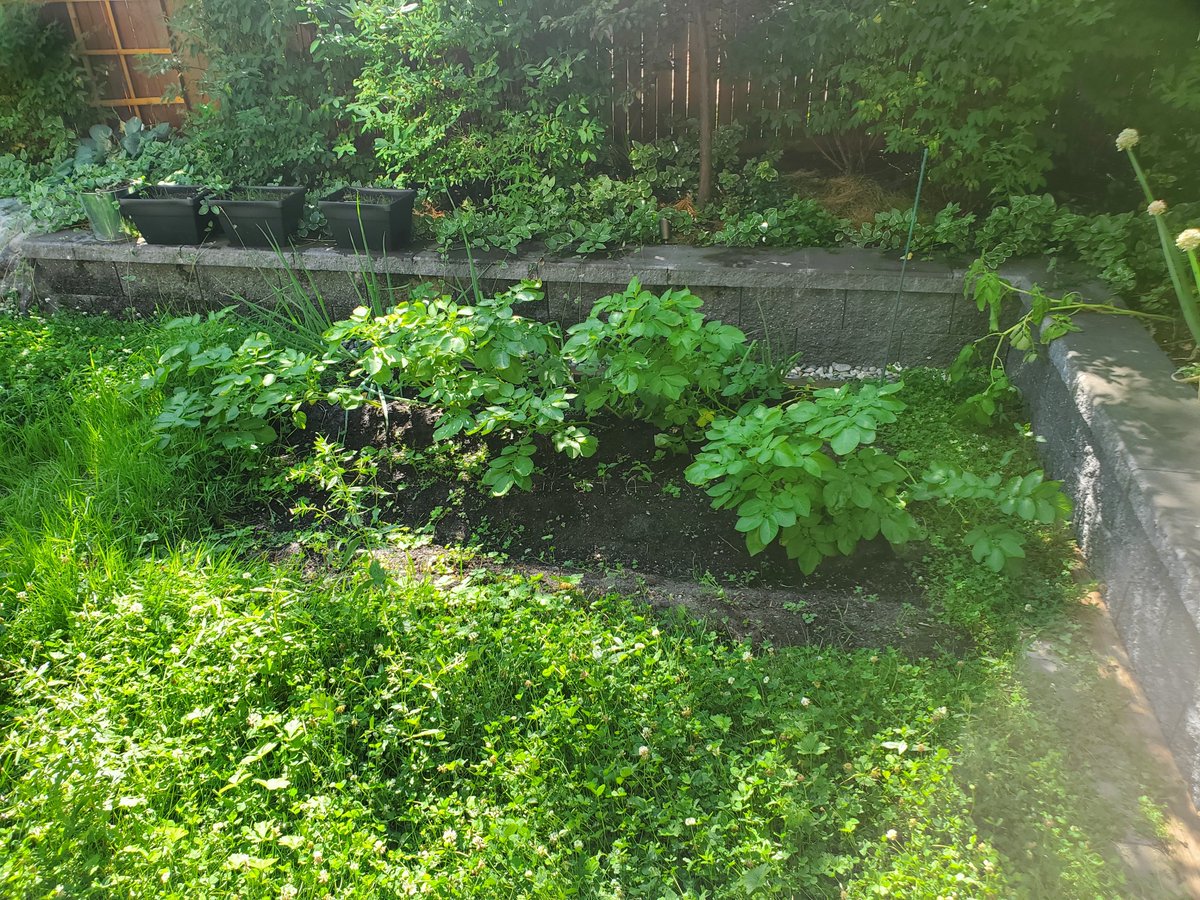 CampMowService's tweet photo. Swipe to clean up this yard!

#mowing #clover #cloverlawn #lawnmowing #edging #blowing #weeding #garden #gardening #landscape #landscaping #RedMax #HondaPowerEquipment https://t.co/1VpzJnVvjR