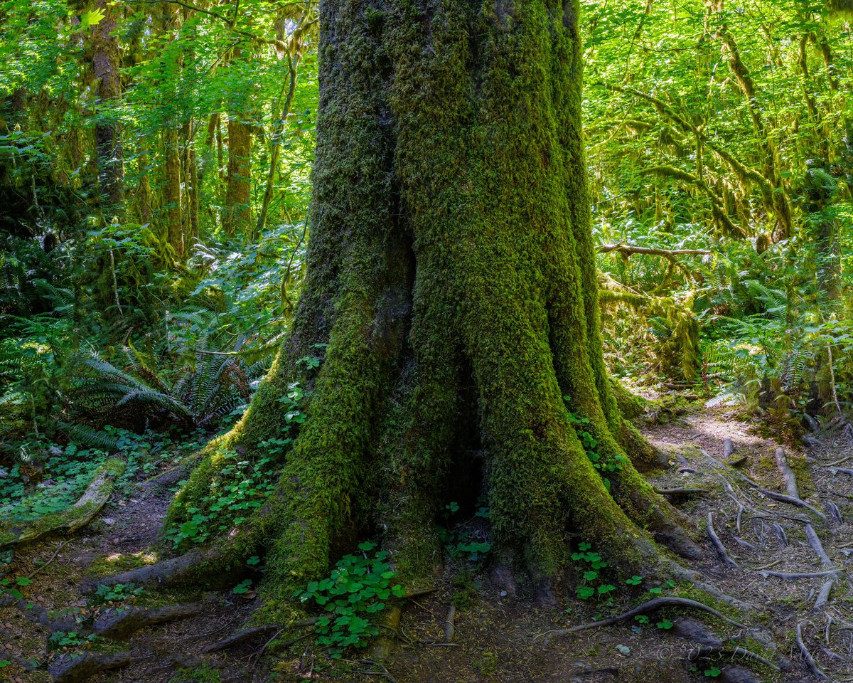 Old growth Hoh Rainforest, Olympic National Park.

#photography #landscapephotography #nationalpark #olympicnationalpark