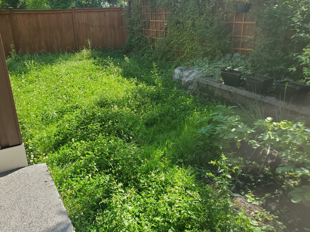 CampMowService's tweet photo. Swipe to clean up this yard!

#mowing #clover #cloverlawn #lawnmowing #edging #blowing #weeding #garden #gardening #landscape #landscaping #RedMax #HondaPowerEquipment https://t.co/1VpzJnVvjR