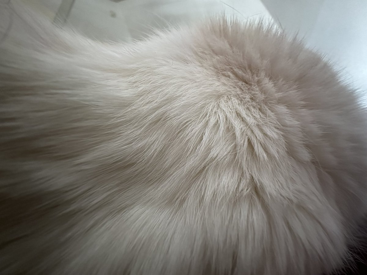Erica_ism's tweet photo. おはぽえ🐱☁

目覚めたらそこには毛玉とｴﾝﾄﾞﾚｽｺﾞﾛｺﾞﾛ https://t.co/3rjCbCjEya