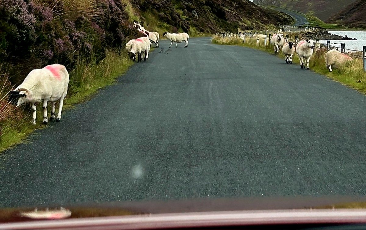 ...and now, the latest Irish golf course traffic jam update: On scene reporters say:  'Traffic' really isn't so baaaad 🐑🐏🐑🐏! Lol...get it?!!? 🤣🤣
#GolfLife #golfvacation #mustlovegolf #puns #dadjokes #playonwords #Irelandorbust #IrishTimes #progolf