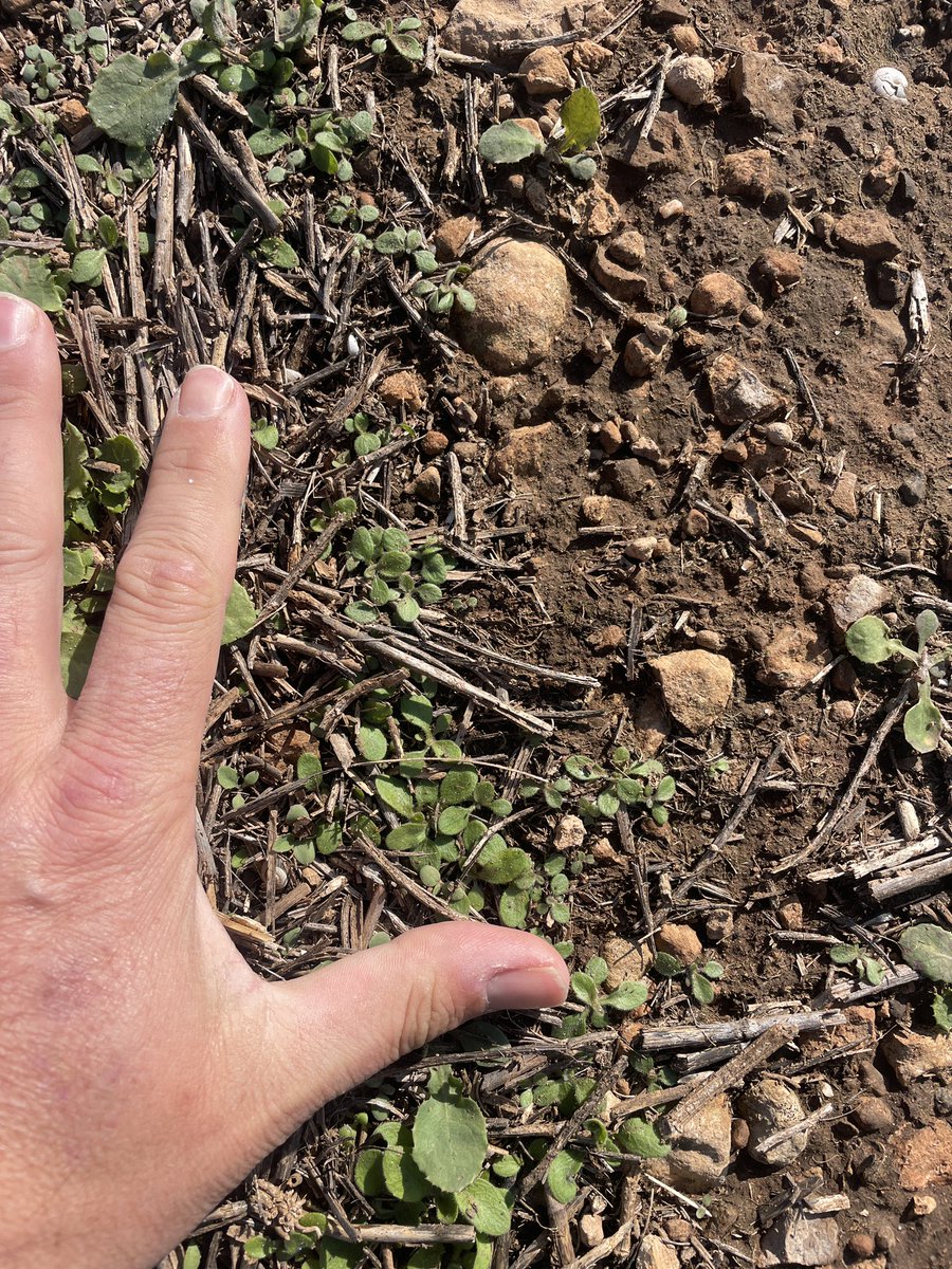 Update :
Pic1 Ow .. pic 2just a post em broadleaf .. pic 3 :no treatment…Overwatch is doing an awesome job on fleabane.