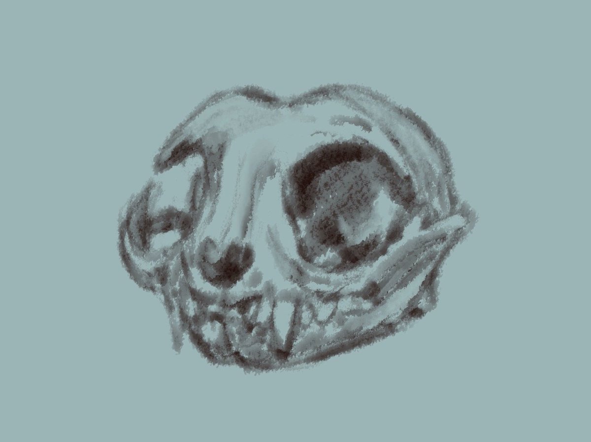 katyamatroskina's tweet photo. I used to have problems with skulls, but I almost don't believe in this fact anymore.
#dailydoodle #sketch #skull #animalskull #teeth #sabretooth https://t.co/4WsOPpr597