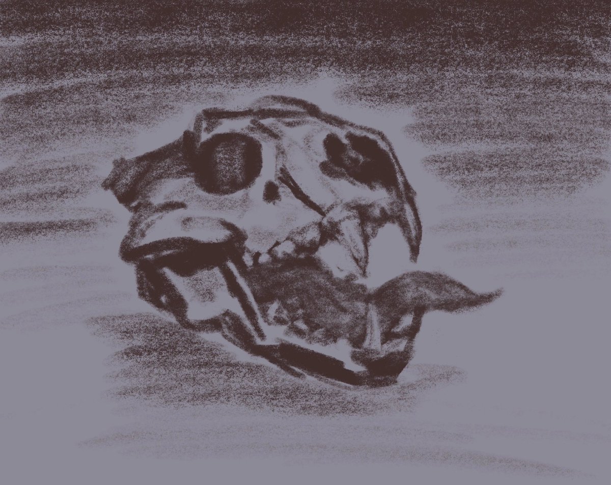 katyamatroskina's tweet photo. I used to have problems with skulls, but I almost don't believe in this fact anymore.
#dailydoodle #sketch #skull #animalskull #teeth #sabretooth https://t.co/4WsOPpr597