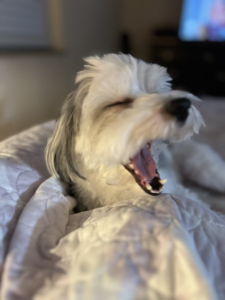 Puppy yawn 🥱 🐶 Drop your cute pet pics ⬇️
