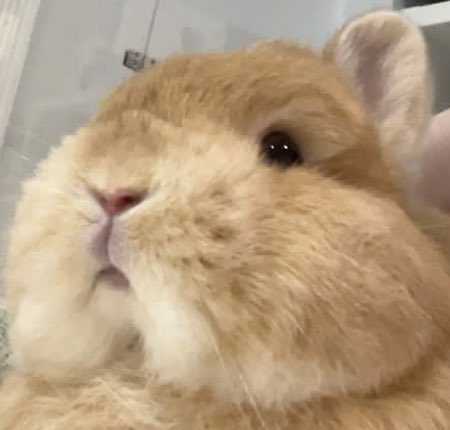 bunkoo pics !! 🐰💜 tweet media