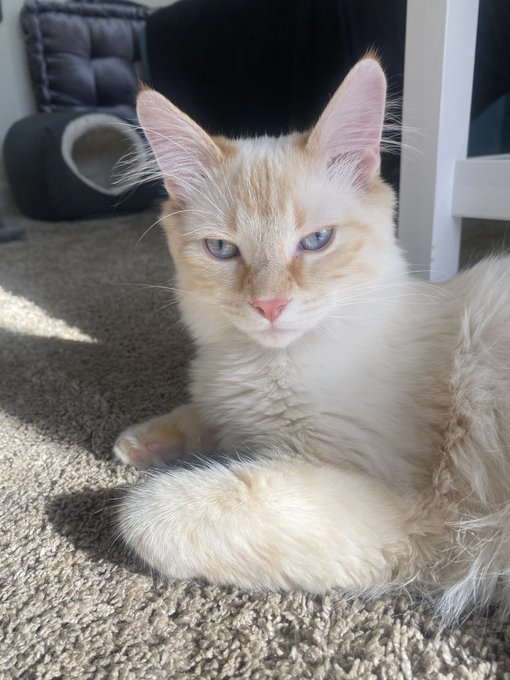 New merch drop tonight on my Twitch!  (unless you&rsquo;re a Patreon member, then you already know!)  Join<a href="/tag/hotgirltwitch"class="tags"><span>#hotgirltwitch</span></a>