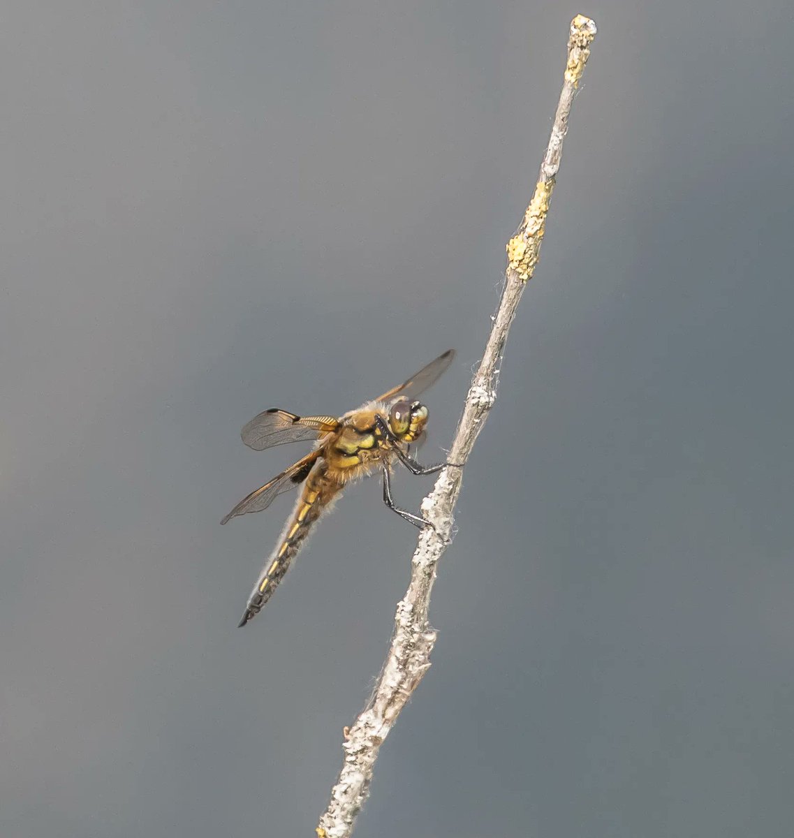 Four-spotted chaser dragonfly - easy to recognise by the two dark spots on upper &amp; lower  wings, both females &amp; males look alike. Active dragonflies, the chaser spends a lot of time in flight, hunting for food &amp; marking out its territory. Photographed at a @wiltswildlife reserve.