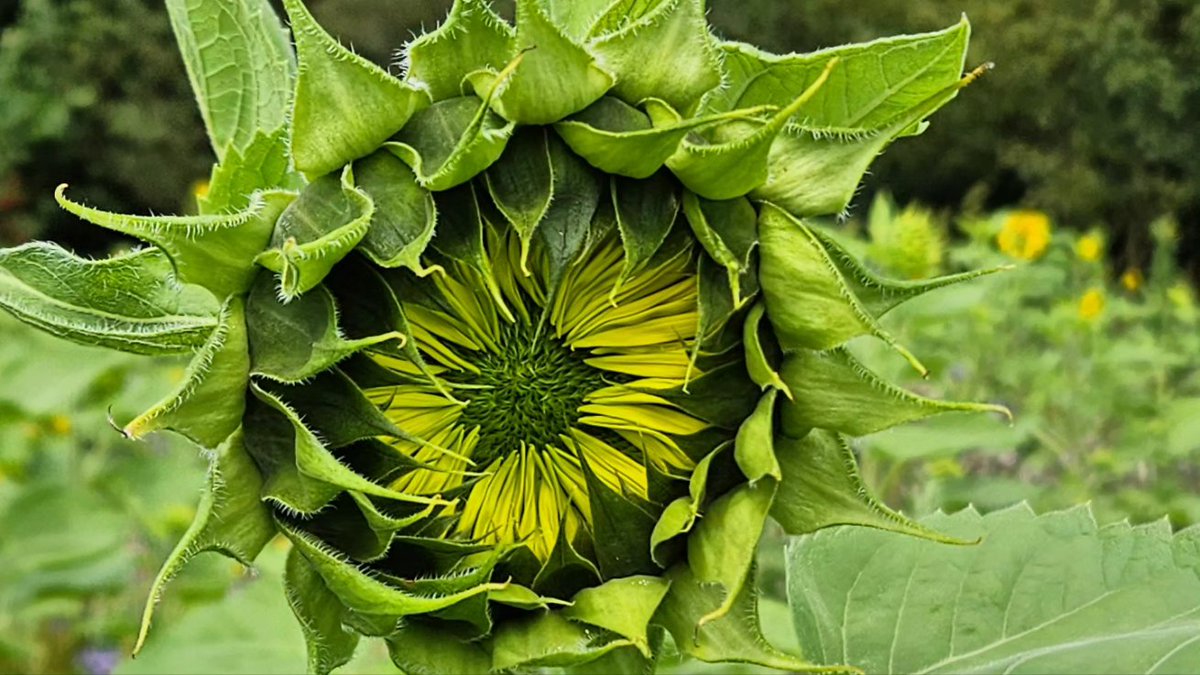 Je ziet ze op meerdere plekken in Altena, maar ook bij ons: zonnebloemen. Wat zijn ze mooi hè. Ingezaaid met zaad van ANV Altena Biesbosch 🌻🌻🌻🌻
#zonnebloemen #mooienatuur #bloemenzee #Altena #mooiuitzicht #mooialtena #onsbrabant #helianthus