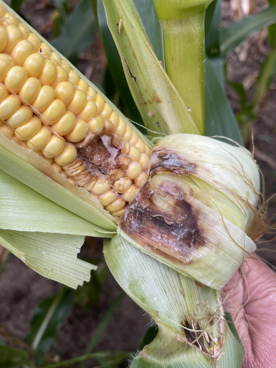 Charles Scovill tweet media