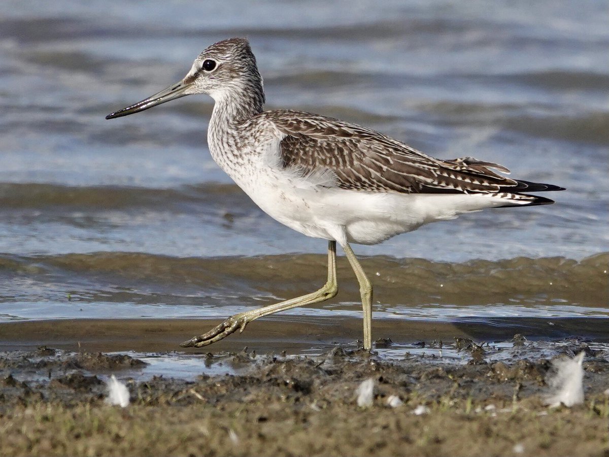 @BirderBro @BradNDadBirding @WetlandsInt @WetlandsTWI @WetlandsSHNJ @WetlandsEurope @USGSWetlands @BirdLife_News @BirdLifeEurope @YEWetlands @GYBN_CBD @BBCEarth Greenshank, Northants #WaderWednesday