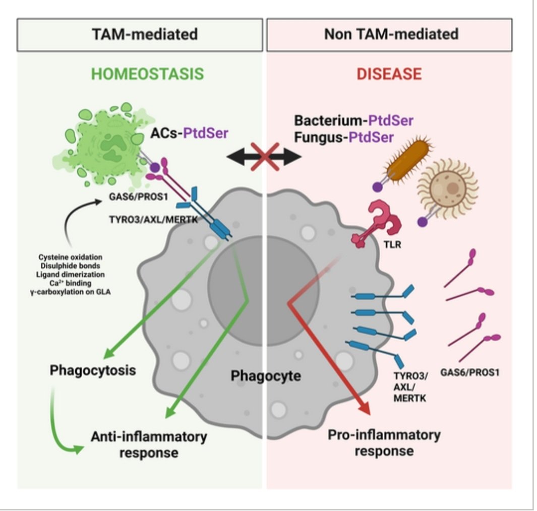 Our latest *review* on the broad implications of TAM signaling on physiology through #phagocytosis is now online @ *Immunological Reviews:* 
onlinelibrary.wiley.com/doi/10.1111/im… Edited By <a href="/kodiravi/">Kodi Ravichandran</a>.
Kudos to <a href="/FresiaRoberta/">Roberta Fresia</a>  on her exceptional contribution (figures too!)