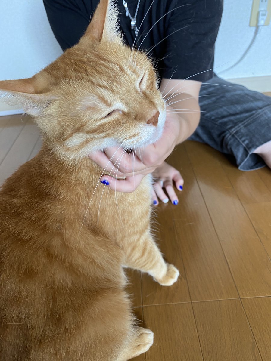 rashikulab_kokr's tweet photo. こんにちはSBC小倉です！
利用者のNさんに
保護猫施設猫の惑星の
テンムギの写真をご提供頂きました🥰
#就労継続支援B型事業所 #猫がいる幸せ https://t.co/EYarKQcMIo