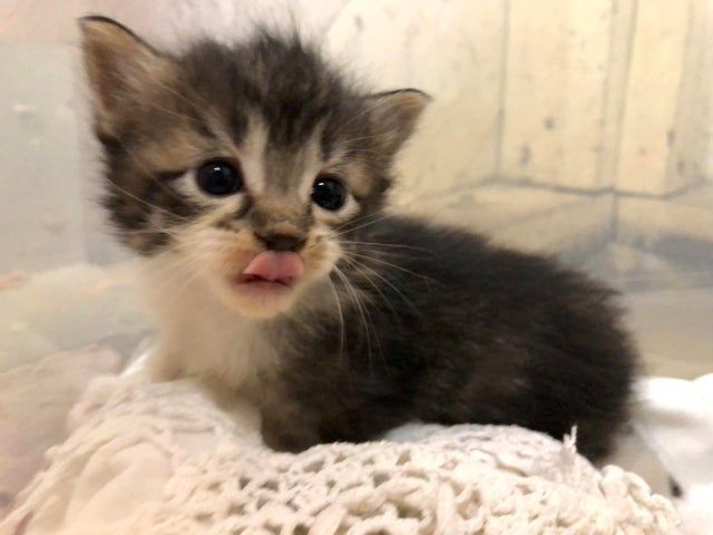 lurpoism's tweet image. :b