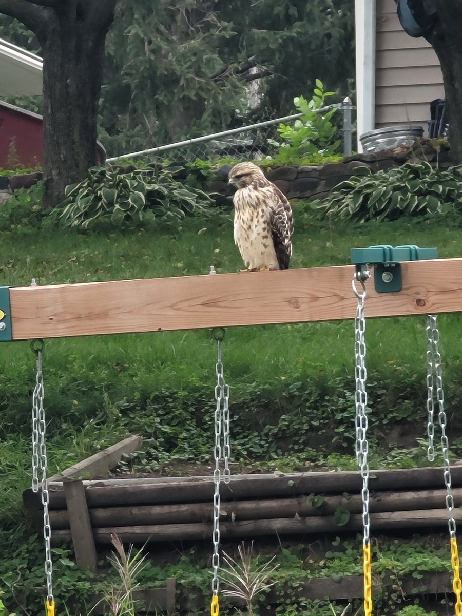 johnycannaseed's tweet image. #Felcon