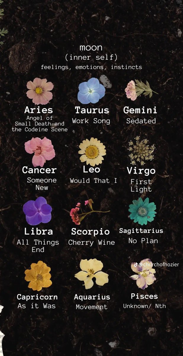 blizzy74_'s tweet photo. CUTEST FREAKING TIKTOK IVE SEEN (@ churchofhozier) 

mine are NFWMB, Would that I, De Selby (pt 1)

i am living for this bc they are some of my absolute favorites https://t.co/lMBBv9UEFf