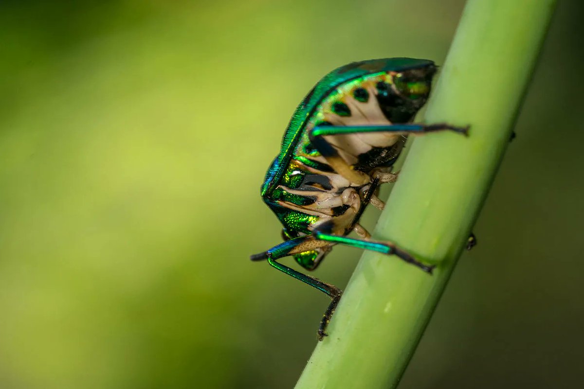 agarwalsonika7's tweet photo. The Jewel Bug is one the best posers
#insectphotography
#macroinsect
#insectsofinstagram
#bugphotography
#insectworld
#insectmacro
#insectagram
#insectlove
#insectlovers
#insectsofig
#insectcollection
#insectshot
#insectlife
#insectphotographer
#insectphoto
#macro
#photography https://t.co/ZMqE0jrp7G