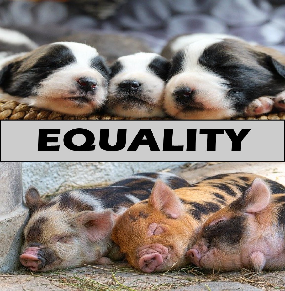 See similarities, not differences. Make the switch to plant based for a more equal world. #endspeciesism #equality #equal #perspectives #dogphotos #inequality #injustice #discrimination