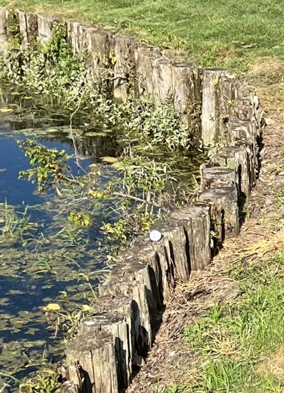 Trending the right way tonight splitting with <a href="/NorthwesternGo4/">Northwestern Girls Golf</a> and <a href="/ladycougar_golf/">Carroll Lady Cougar Golf</a> 196-207-208 at #greenacres 👍🏻🎉⛳️ shot of the day pictured 😂 Scoring for #werrossville 
Rodkey-49
Darnell-51
Terry-52
McDonald-55
<a href="/indianahsgolf/">Indiana HS Golf</a> <a href="/RHSHornetsAthl/">RossvilleAthletics</a> #howdoesthathappen