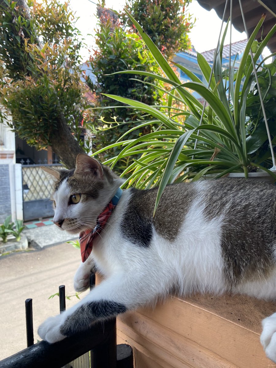 Aku penjaga rumah. Jangan macam macam ya!