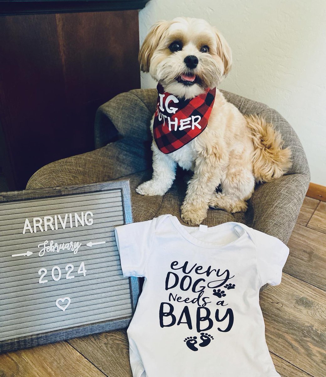 AMDeLouize's tweet photo. I am having a PhD/dissertation baby!!! Our little boy is due February 20th!! 💙 https://t.co/40LTvdrVM7