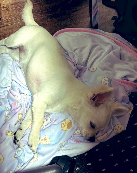 かわいすぎじゃろ 