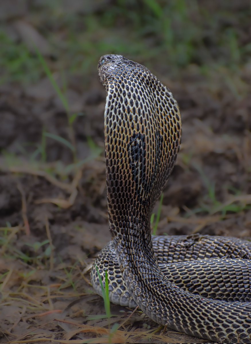 The Indian cobra
. 
. 
. 
#wildlifephotography #snakelover #mamba #cobra #snakes #ganeshkantamsetti #EarthCapture  #worldsnakeday #bbctravel #wildlifeindia #IncredibleIndia #natureinfocus #picofday #photoigfam #monsoon #bronzebacktreesnake #herp #savethewildlife #nikond5600