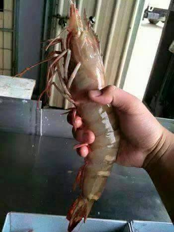 Now thats a shrimp 😯😂 lil crap they try to sell at stores cut dont cut it