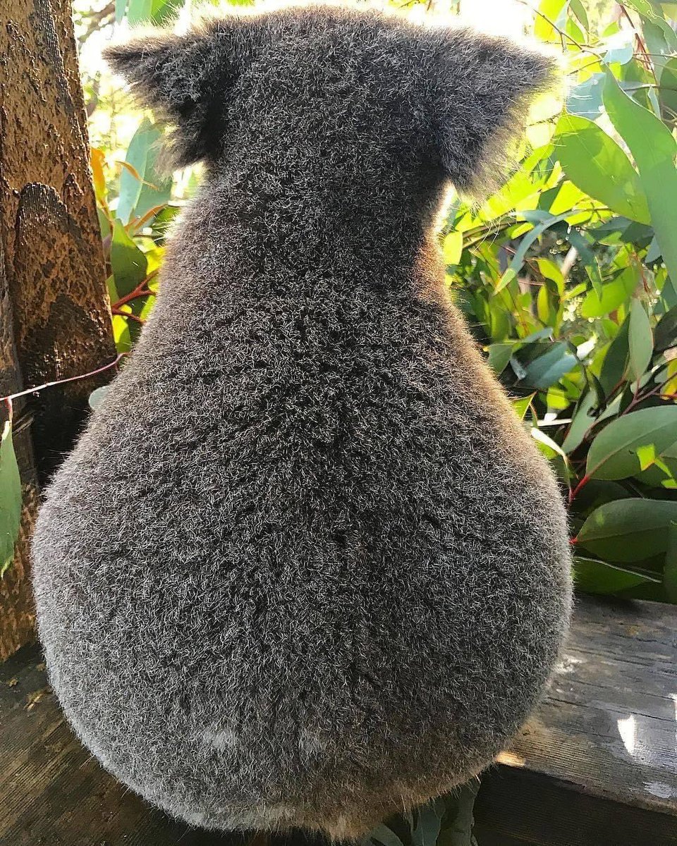 Fun fact: koalas aren’t actually bears, they’re a type of pear 🍐

Just kidding, they’re neither! 

Photo: The Australian Reptile Park