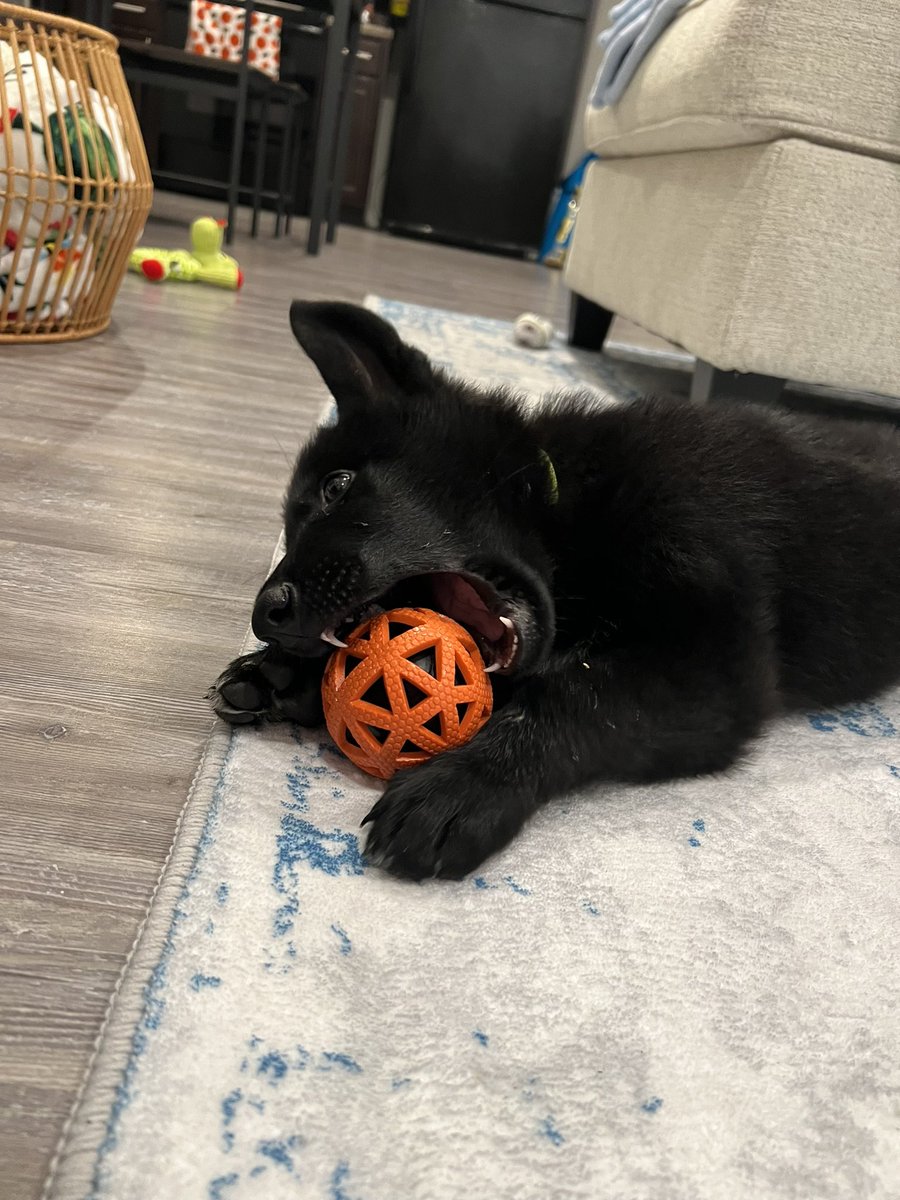CowboyVaha's tweet photo. my lil dood 🖤 https://t.co/cqsTD6Bjyd
