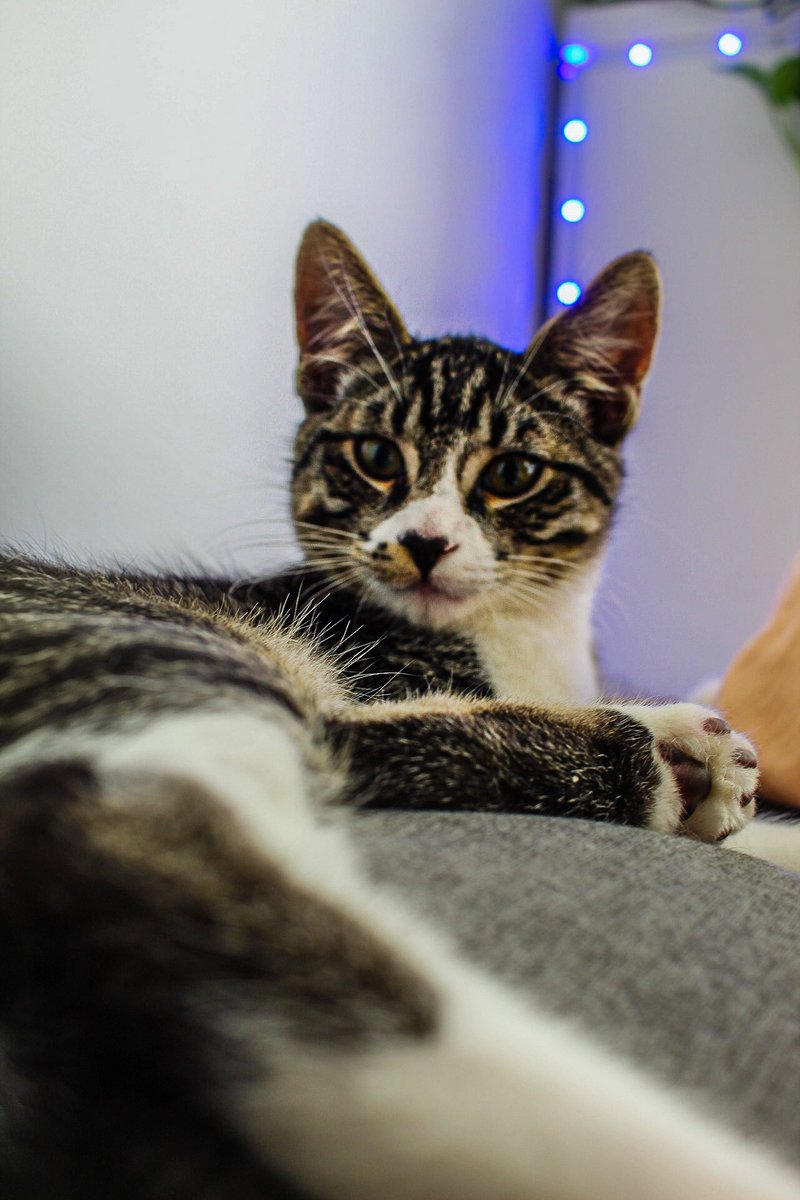 I got a new kitty. Meet Loki 💖