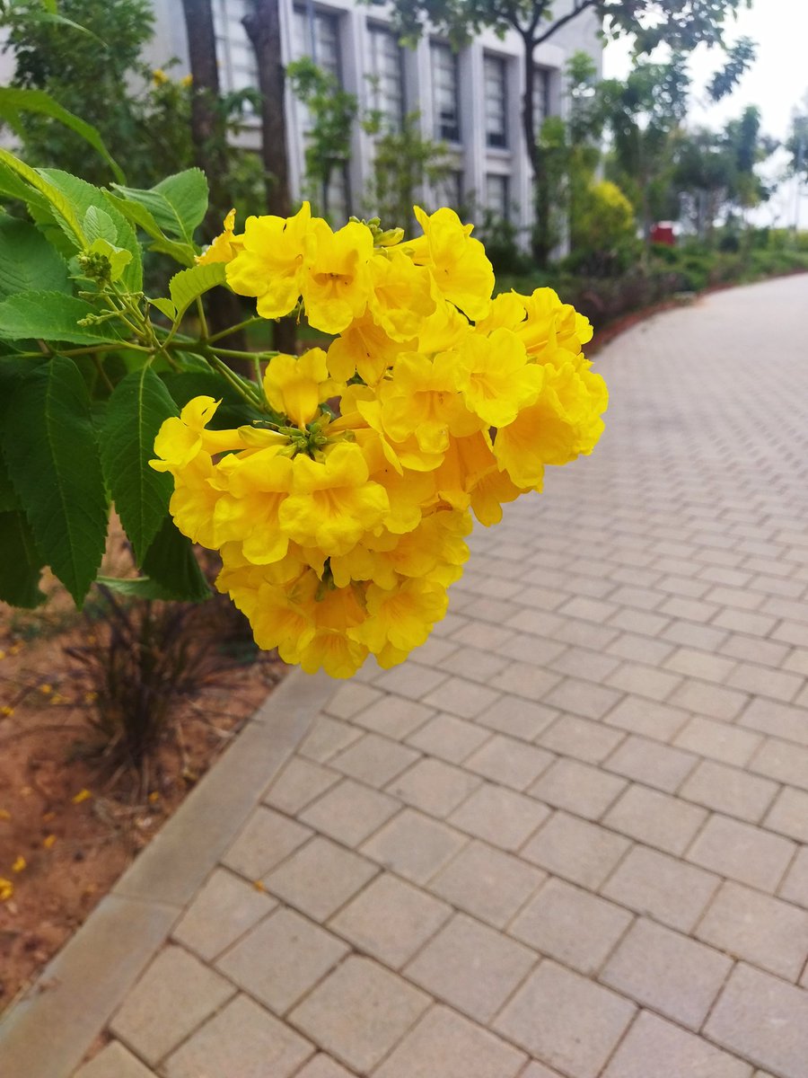 rinki1993's tweet photo. A little bit of happiness now and then at  @azimpremjiuniv https://t.co/rgIczTb1uW
