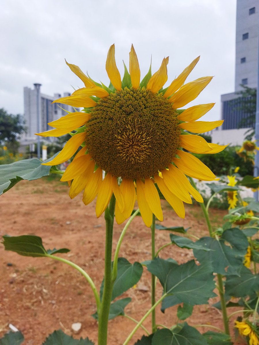 rinki1993's tweet photo. A little bit of happiness now and then at  @azimpremjiuniv https://t.co/rgIczTb1uW