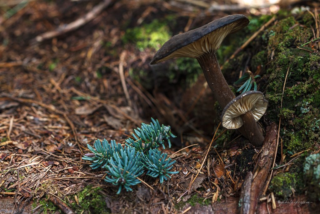 ghostpipesjam's tweet photo. I expect Lactarius lignyotus here. I saw it at the tail end of the hike. I couldn't resist the picture but didn't get to examine it.
#mushrooms #mushroom #fungi #nature #wildmushroom #wildmushrooms #mycology #NaturePhotography #mushroomtwitter https://t.co/jLFamEPkDW