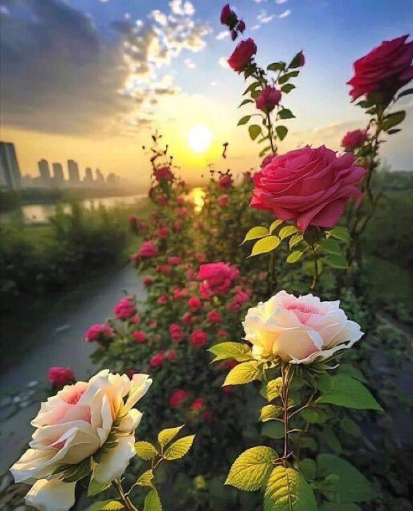 Ayseyaman42's tweet photo. 👩🌾#MERHABALAR 🌼#CANLARR💕
Gönül Bağınıza çiçekler ekin,
Kalplerinize sevgiler...
Daima Sevin Ve güzel düşünün,
Düşünün ki,
Sizi İyilik Ve Güzellikler Sizi Bulsun 💐☕️🌺🌸💜🌹🌞🌻💜
Öyleyse Çiçekli Kocaman Bi….
💙G🌺Ü🌸N🌼A🌹Y🌷D🌼I🌸N💙 https://t.co/zVKUcLM53H
